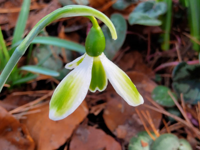 Galanthus York Minster.jpg