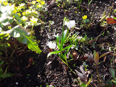 Leucojum vernum