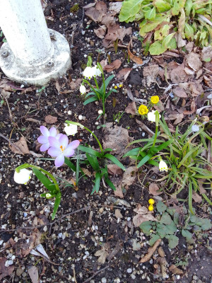Leucojum vernum