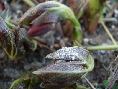 eis2008_helli.jpg