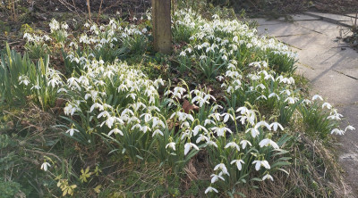 260226_Schneegloeckchen3.jpg