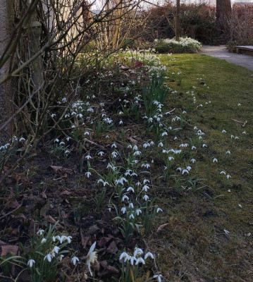 260226_Schneegloeckchen2.jpg