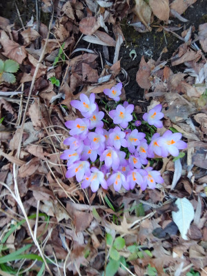 Frühlingskrokusse