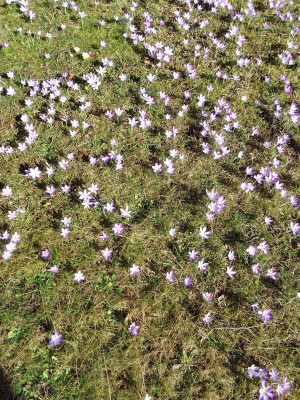 Crocus tommasianus