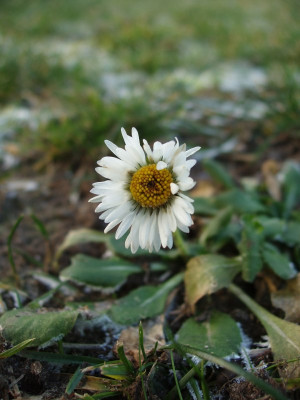 eis2008_bellis.jpg