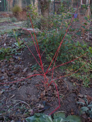 cornus_awo2008.jpg