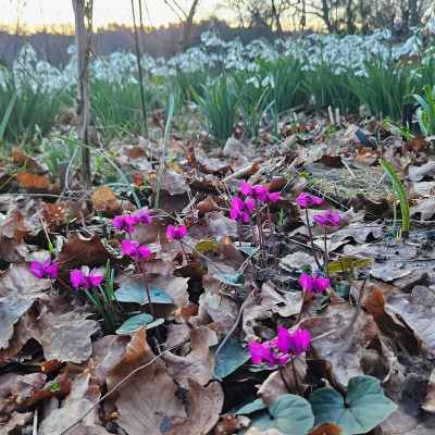 Cyclamen coum Limelight 20260225_174800.jpg