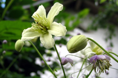 Clematis_Jasper.JPG