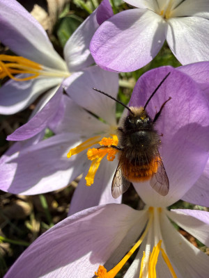 Gehörnte Mauerbiene Osmia cornuta