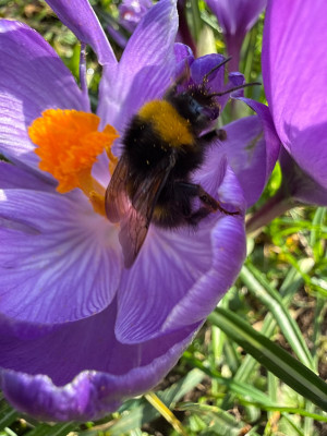 Wiesenhummel Bombus pratorum