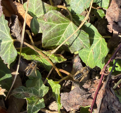 Sandbienen Andrena sepc.