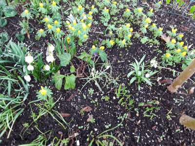 Galanthus, Leucojum und Eranthis