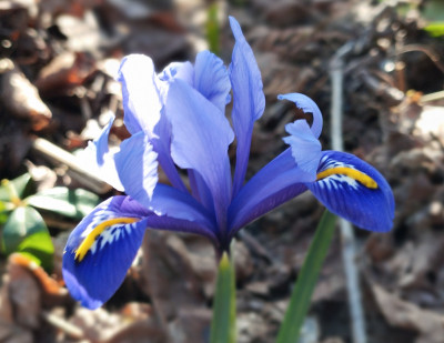 260227_Iris2.jpg