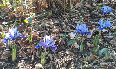 260227_Iris1.jpg