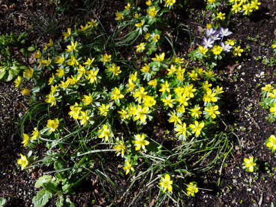 Eranthis u.a.