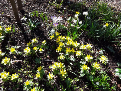 Winterlinge u.a.