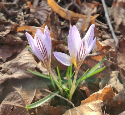 Crocus reticulatus_for.jpg