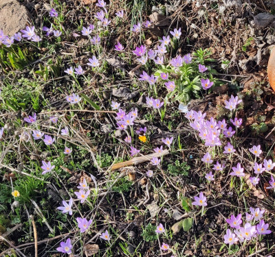 Crocus Tom-1.jpg