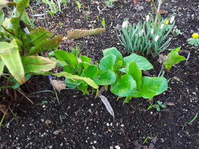 Arum maculatum