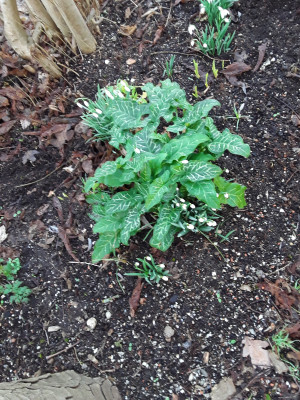 Arum italicum