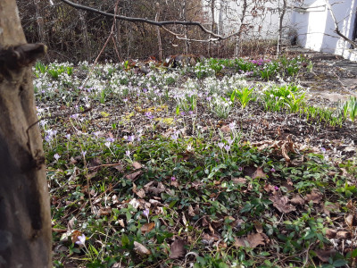 Allerlei Frühblüher