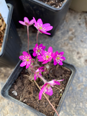 Hepatica nobilis