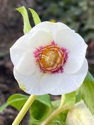 Helleborus