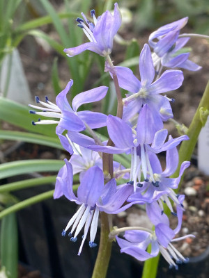 Scilla greilhuberi