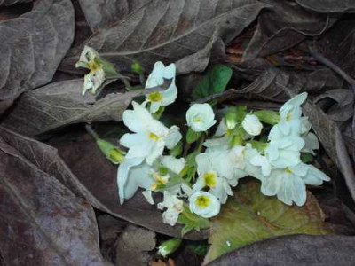 PICT1284.jpg