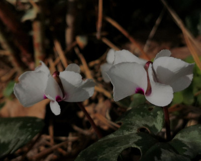 IMG_20260228_143342 Cyclamen alpinum f. leucanthum.jpg