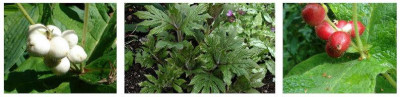 Triosteum_hirsutum__rosthornii.jpg