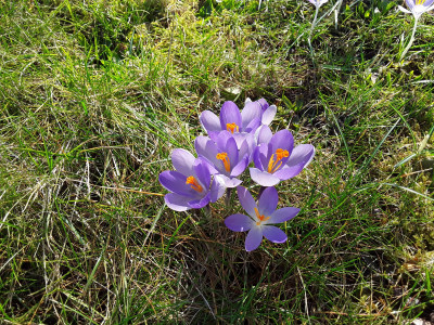 Crocus tommasianus