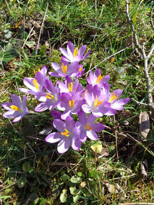 Frühlingskrokusse