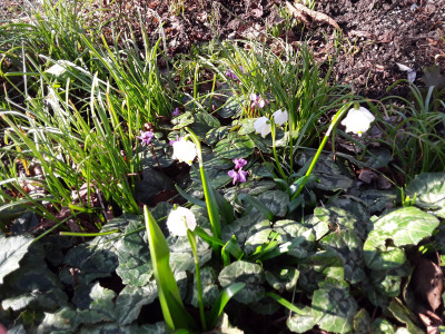 Leucojum vernum u.a.