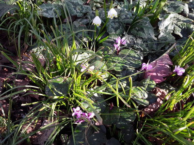 Leucojum und Cyclamen