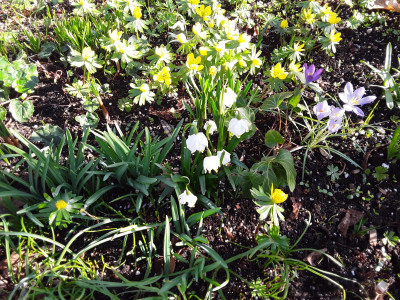 Leucojum und Eranthis