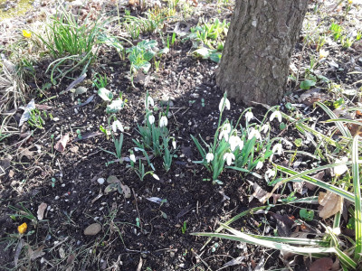 Galanthus nivalis