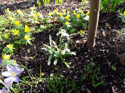 Galanthus woronowii