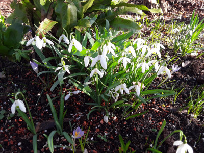 Galanthus elwesii