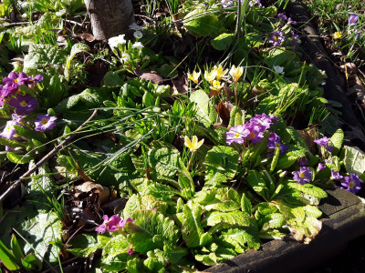 Primeln und Krokusse