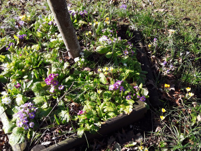 Primeln und Krokusse