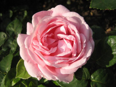 IMG_3677_Small.JPG