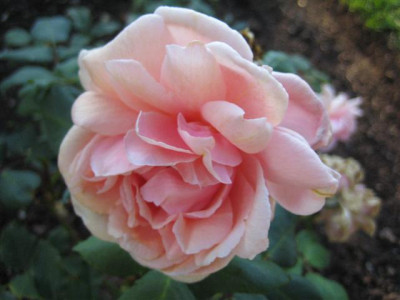 IMG_3711_Small.JPG