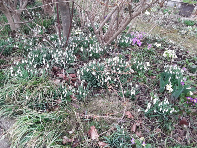 Galanthus nivalis