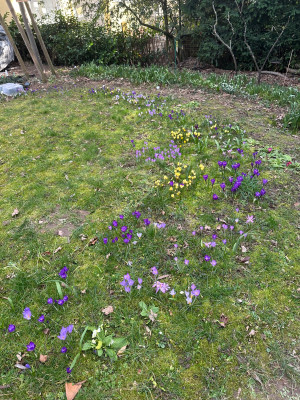 Verwilderungsversuch Krokusse