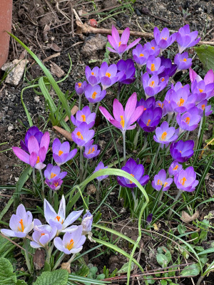 Bunte Mischung Elfenkrokusse