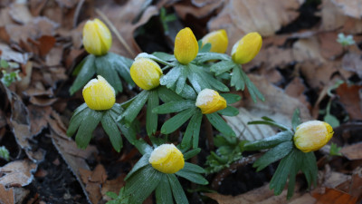 IMG_5668 echte Winterlinge.jpg