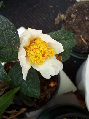 100_1654_Camellia_Granthamiana___500.jpg