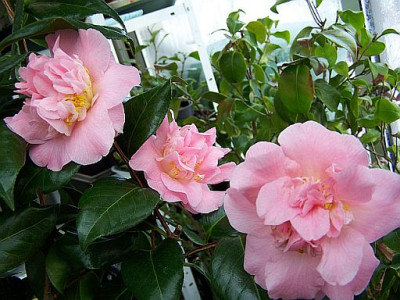 100_1655_Paddys_Perfumed____500.jpg