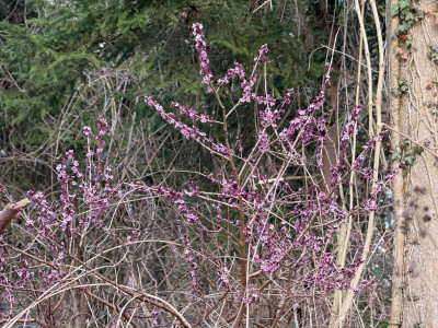 IMG_4230.jpeg